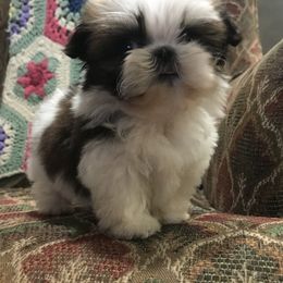 Shih Tzu Puppies from Willow Lane Shih Tzus