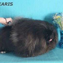 Leo - Pekingese