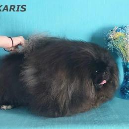 Leo - Pekingese