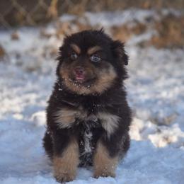 Cinnamon - Red tri female Miniature Australian Shepherd puppy in Lubbock, Texas from Texas Bluebonnet Herders