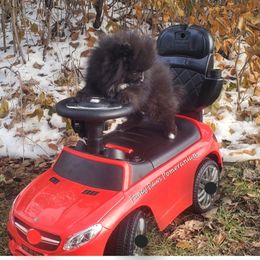 Pomeranian Puppies from Fancy Paws Pomeranian