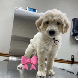 Purple - Apricot female Goldendoodle puppy in Deville, Louisiana from Milley’s Poodles and Doodles