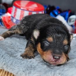 Pepper's Pennyroyal Tea - Royal - Black and tan female Pomeranian puppy in Plant City, Florida from Pepper's Pomeranians