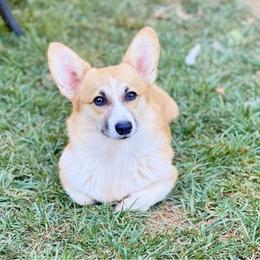 Pembroke Welsh Corgi All Grown Up from Early Spring Corgis
