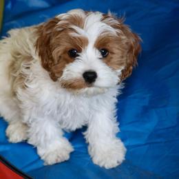 Bernedoodle and Cavapoo Puppies from Lawler’s Legacy Litters