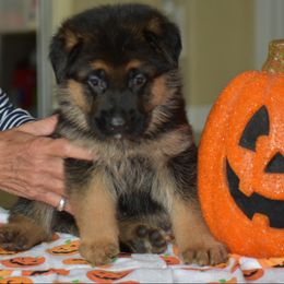 German Shepherd and Rottweiler Puppies from Dreamweaver Kennels