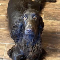 Masana - Field Spaniel