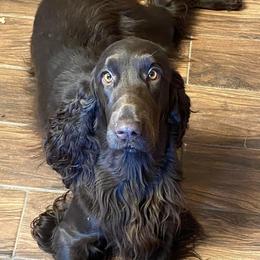 Masana - Field Spaniel