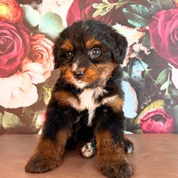 Kobuk - Tri-color female Bernedoodle puppy in Travelers Rest, South Carolina from Bernedoodle.do