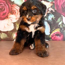 Kobuk - Tri-color female Bernedoodle puppy in Travelers Rest, South Carolina from Bernedoodle.do