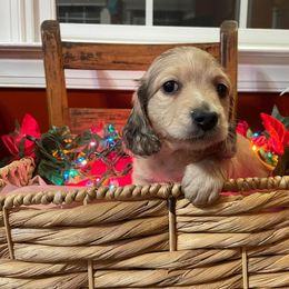 Dachshund Puppies from MK Minidox
