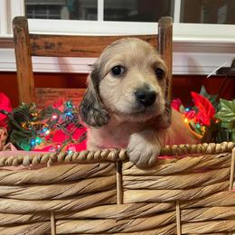 Dachshund Puppies from MK Minidox