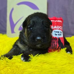 Baja Blast (Teal Collar) - Black and red male German Shepherd puppy in Gig Harbor, Washington from Crescent Lake Shepherds