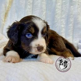 Blaze - Red & white male Miniature Australian Shepherd puppy in East Berlin, Pennsylvania from Dusty Spring Australian Shepherds, LLC
