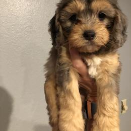 Cavapoo, Pyredoodle, and Sheepadoodle Puppies from Davis Family Doodles