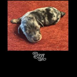 Silver Dapple Boy (Coat type undetermined) - Dapple male Dachshund puppy in Michigan from Amberly's Dachshunds