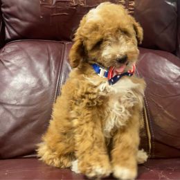 C Rusty - Red  male Poodle puppy in Manassa, Colorado from Cami’s Colorado Cuties
