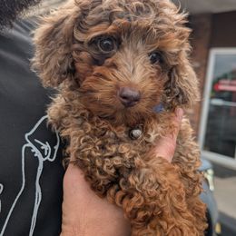 Aussiedoodle Puppies from The Cuddly Dood Ranch