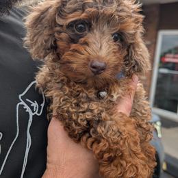 Aussiedoodle Puppies from The Cuddly Dood Ranch