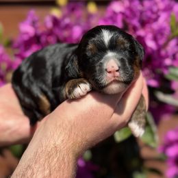 Sapphire - Tri-color Bernedoodle puppy in Oregon from Blue Skye Doodles