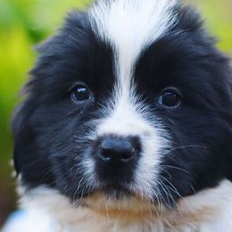 Petunia - White and black Newfoundland puppy in Madison, Wisconsin from Riddle Family Newfoundland