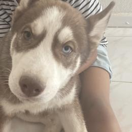 Siberian Huskies from Myers Huskies