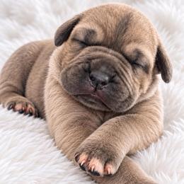 Sunny - Fawn male Cane Corso puppy in Trenton, Texas from Trained To Go Corso Kennels (T.T.G. Corso Kennels)