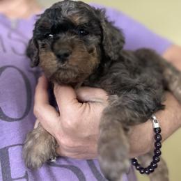 Spice - Merle male Goldendoodle puppy in Waynesboro, Virginia from Forest Creek Kennel
