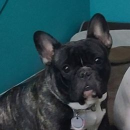 Roo - French Bulldog