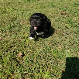 Girl 1 - Havanese puppy from Hillbilly Havanese