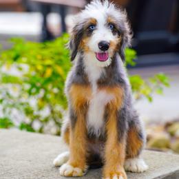 Shawn (level 2 socialization program grad) - Blue merle male Bernedoodle puppy in Dundee, Ohio from Down Home Doodle