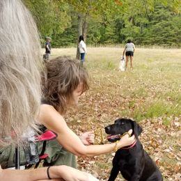 Labrador Retriever Puppies from Roxanne Lee