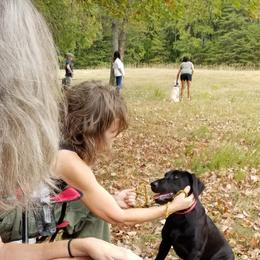 Labrador Retriever Puppies from Roxanne Lee