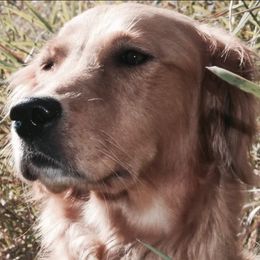 Golden Retrievers and Labrador Retrievers from Hunters Kennels
