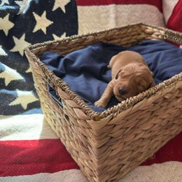 Amelia (Magenta) - Dark golden female Golden Retriever puppy in Sandy, Oregon from Treasured K-9s