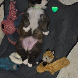 Saint Bernard Puppies from Cincinnati St. Bernards