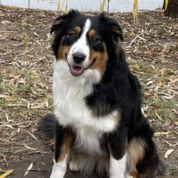Birdie - Australian Shepherd