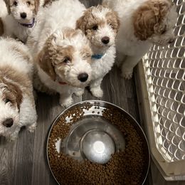 Poodle Puppies from Poodles of New England