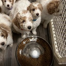 Poodle Puppies from Poodles of New England