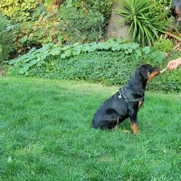 Rottweiler Puppies from Mickey's Rottweilers
