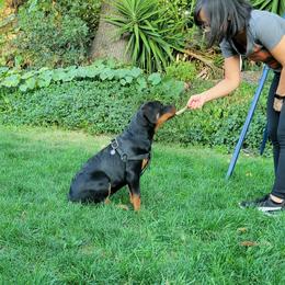 Rottweiler Puppies from Mickey's Rottweilers