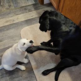 Dilute Retrievers and Labrador Retrievers from Nebraska Strong Labradors