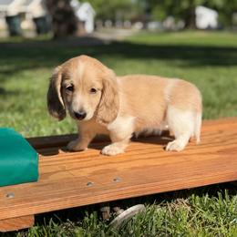 Cream Piebald Boy AKC LIMITED - Cream male Dachshund puppy in Pauls Valley, Oklahoma from Simply Happy Dachshunds