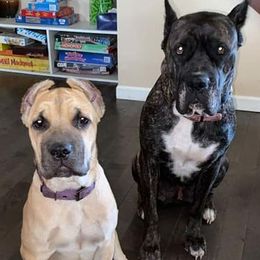 Cane Corso from Forever Strong kennel
