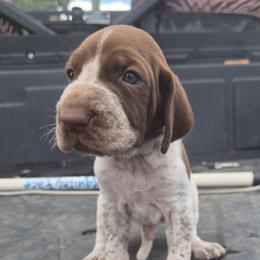 Jefferson - White and chestnut male Bracco Italiano puppy in Silver Summit, Utah from Snow Peak Kennel