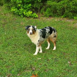 Gracie: 200 off if reserved before Tuesday (sale price below) - Blue merle female Australian Shepherd puppy in Rossville, Tennessee from GoodSprings Aussies