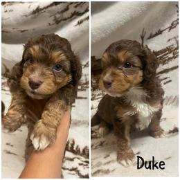 Duke - Red tri-color Aussiedoodle puppy in Tonopah, Arizona from Lazy T9 Ranch