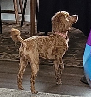Poodles from Blue Eye Hills