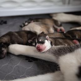 Siberian Husky Puppies from Ivie Huskies