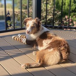 Ozzy - Red merle male Miniature Australian Shepherd puppy in Wooster, Ohio from Kari's Mini Aussies